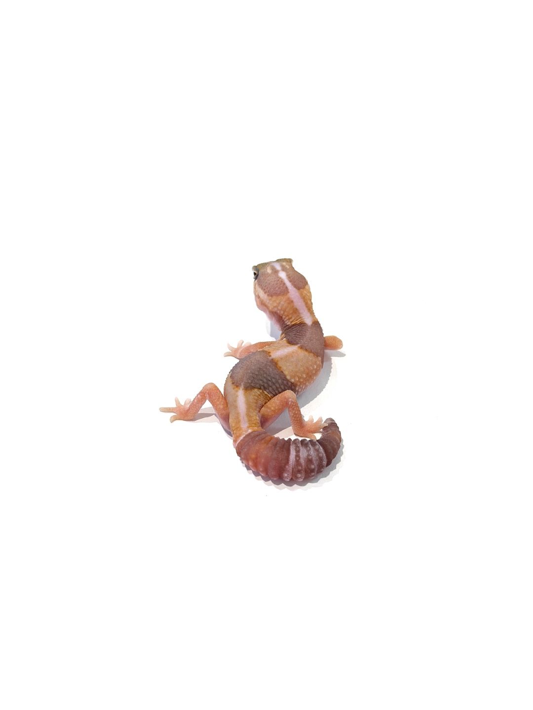 아멜 헷 카라멜 오레오