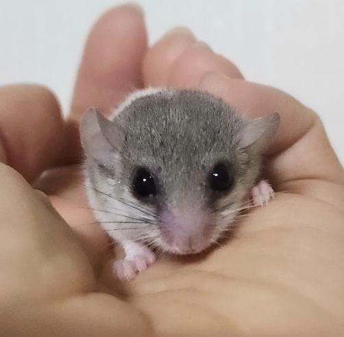 또미네 오레오 암