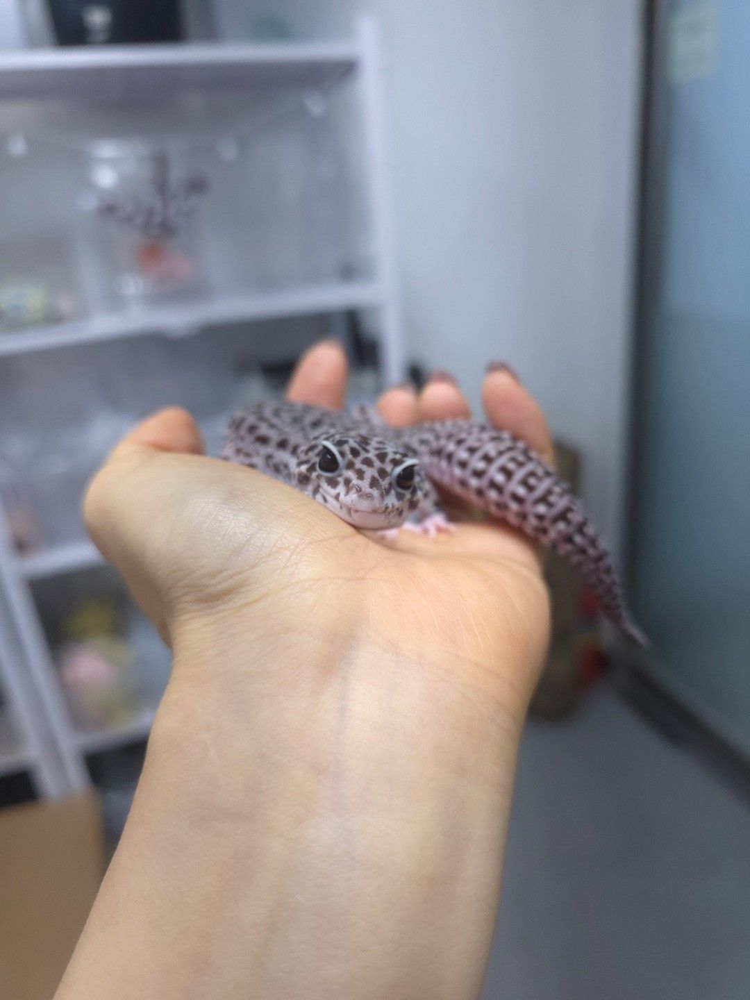 레오파드 게코 : 슈퍼스노우 블랙나이트 숫성체