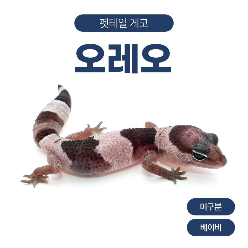 오레오 F26101