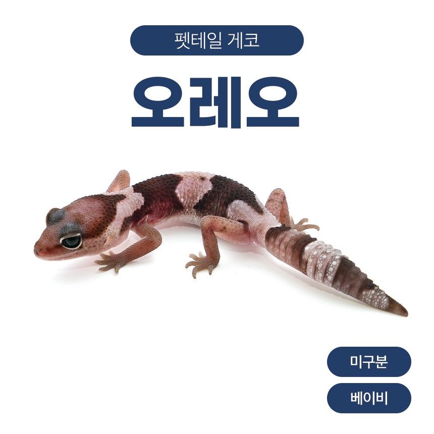 오레오 F26102