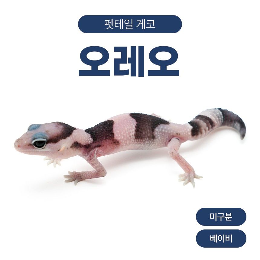 오레오 F26103