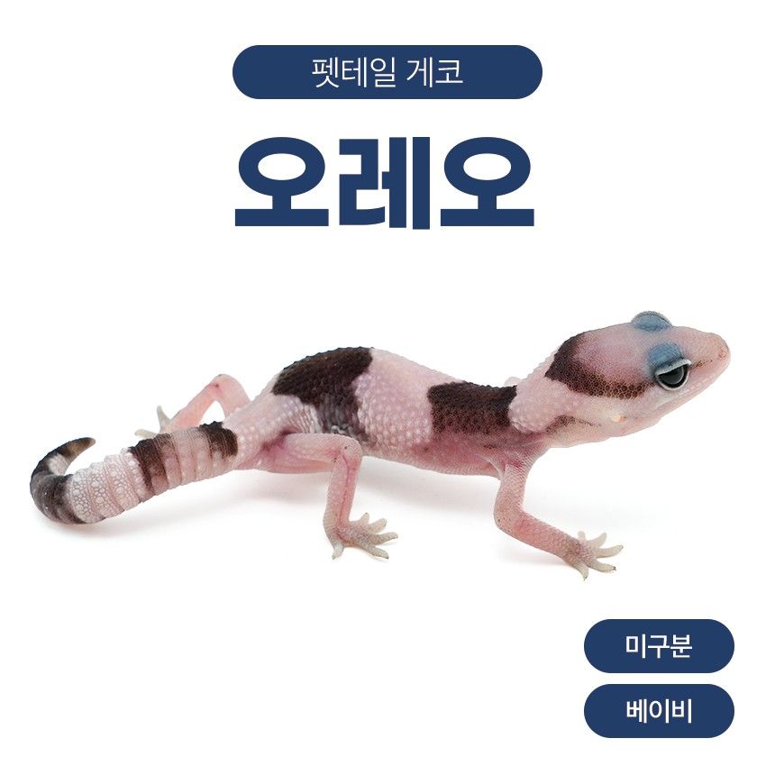 오레오 F26104