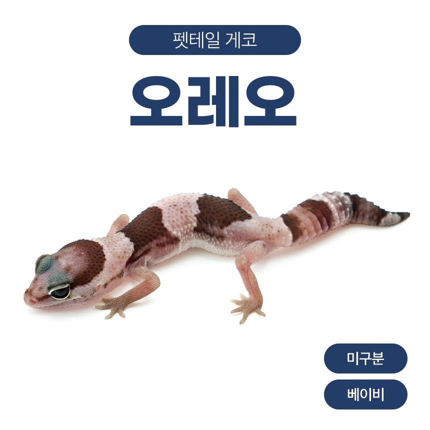 오레오 F26105