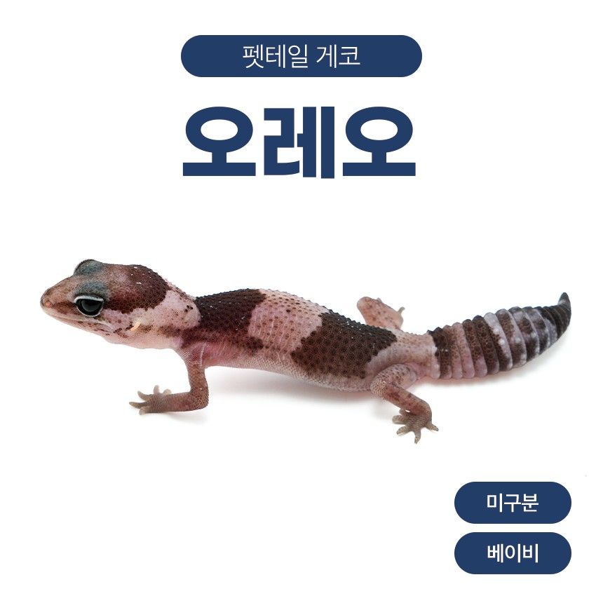 오레오 F26106