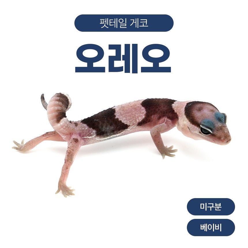 오레오 F26107
