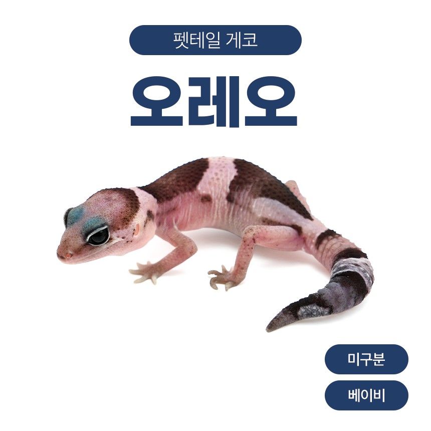 오레오 F26108