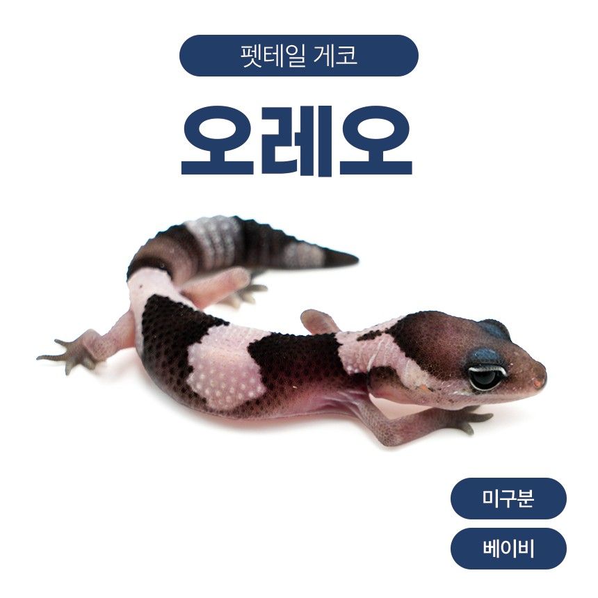 오레오 F26109