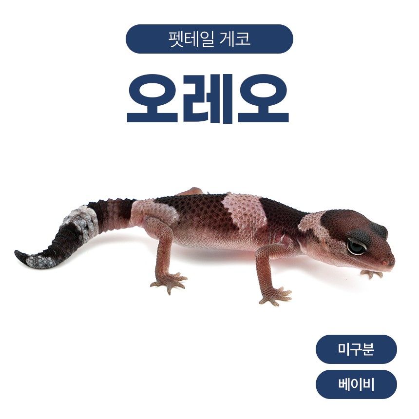 오레오 F261010