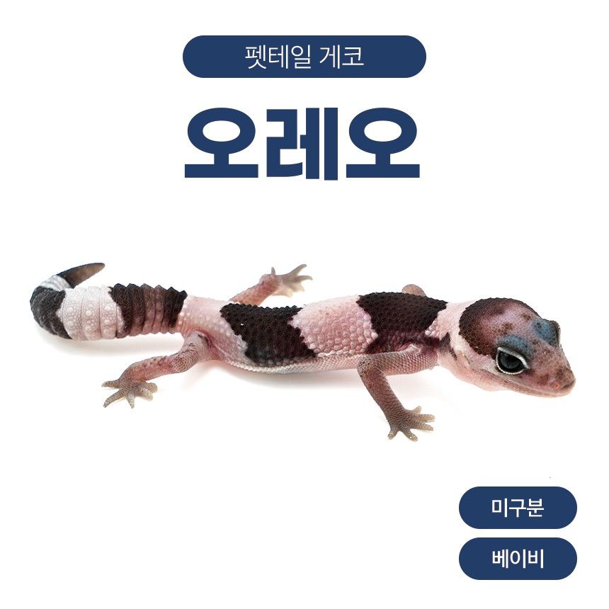 오레오 F261011