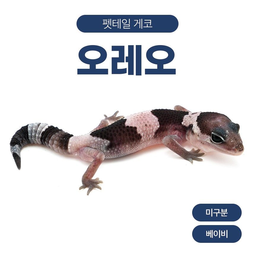 오레오 F261012