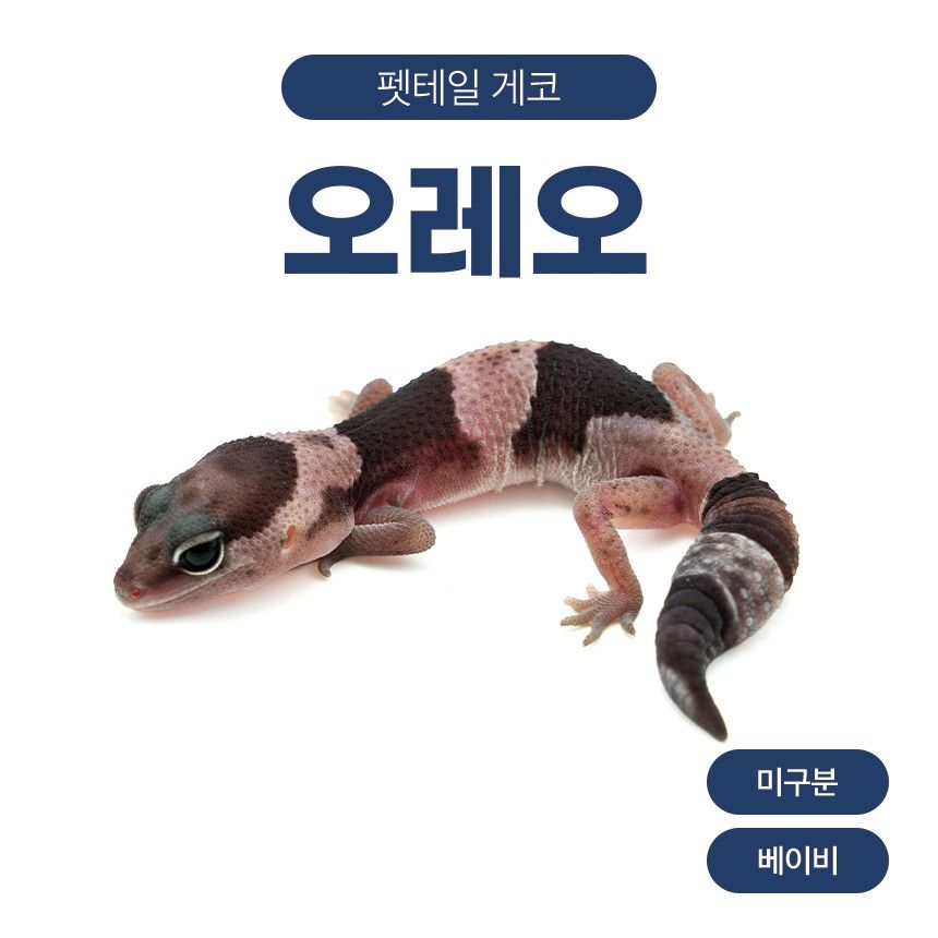 오레오 F261013