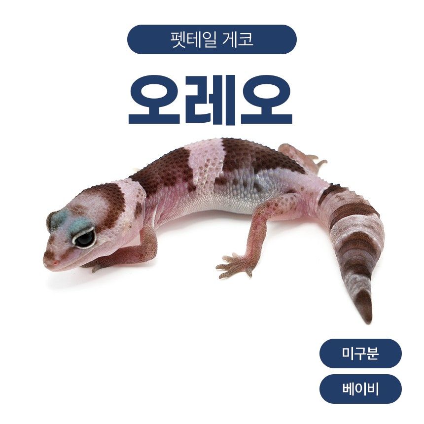 오레오 F261014