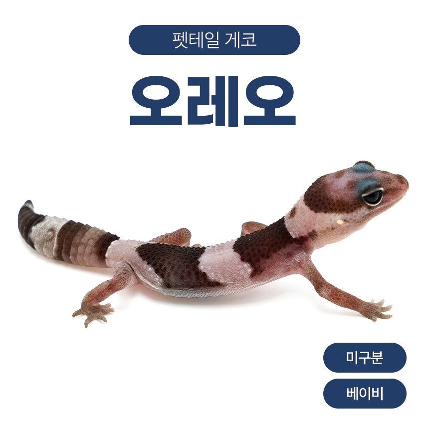 오레오 F261015