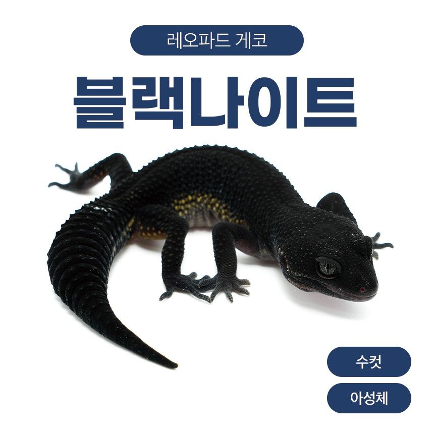 블랙나이트 블나 L26104