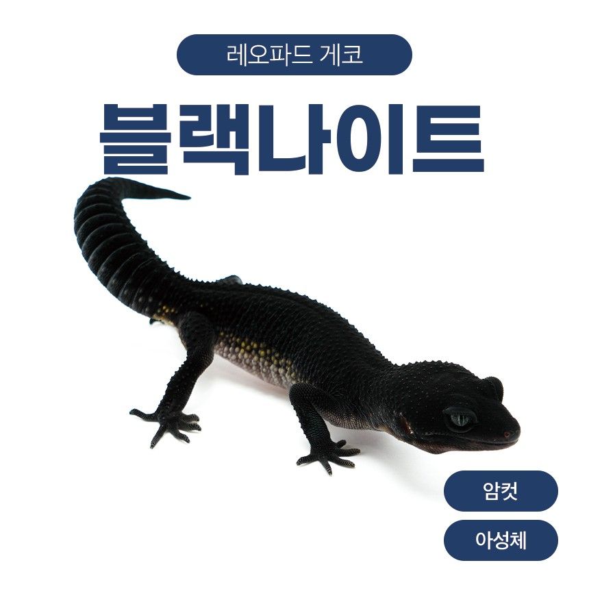 블랙나이트 블나 L26105