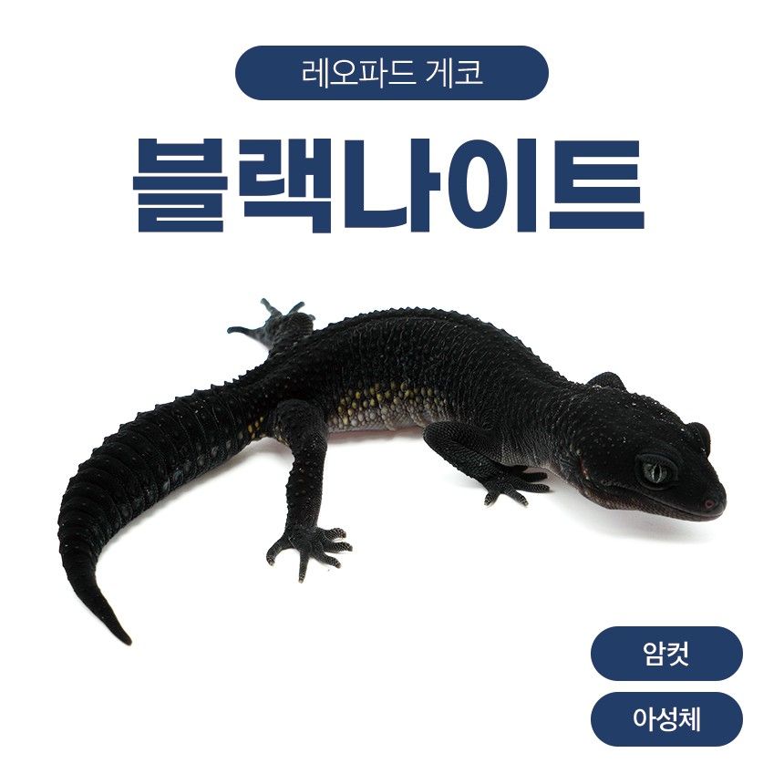 블랙나이트 블나 L26106