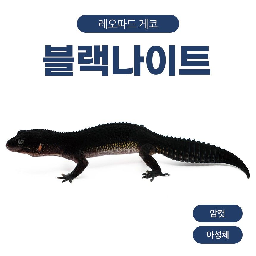 블랙나이트 블나 L26107