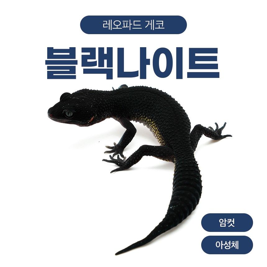 블랙나이트 블나 L26108