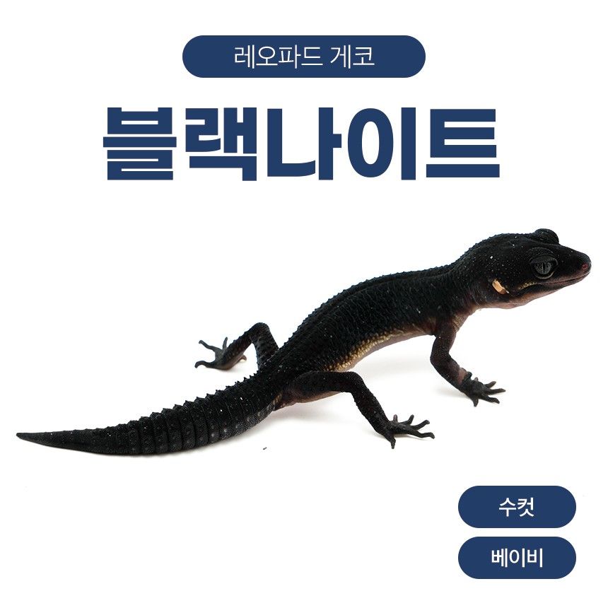 블랙나이트 블나 L26109