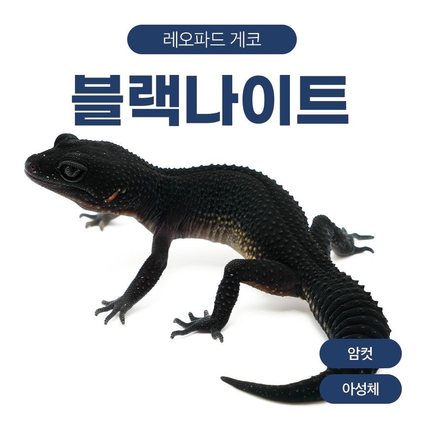 블랙나이트 블나 L261010