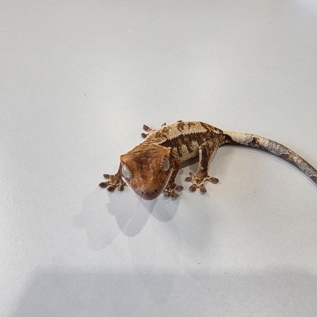 크레스티드게코 세이블 no.06