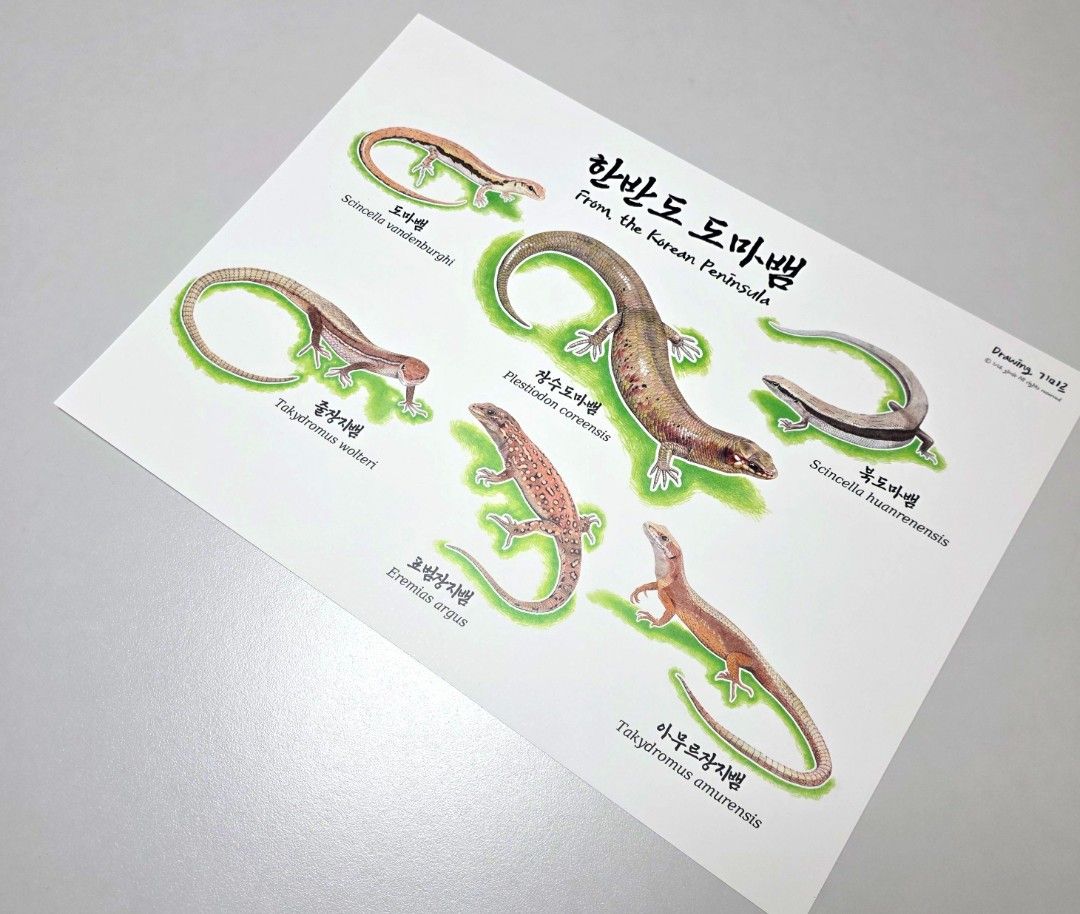 한반도 파충류 도감 A3 포스터