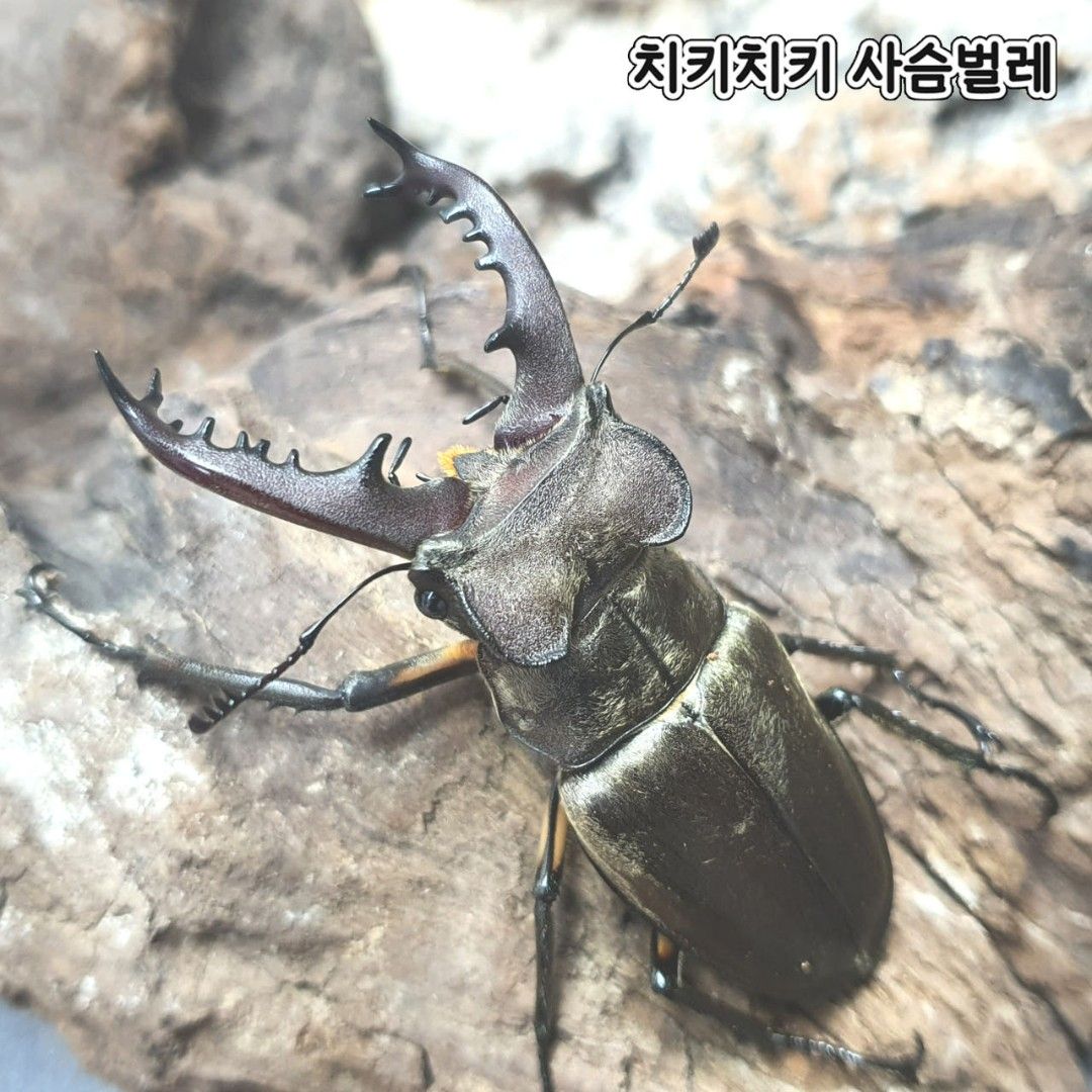 걍사슴벌레 수컷 (대형 70~73mm)