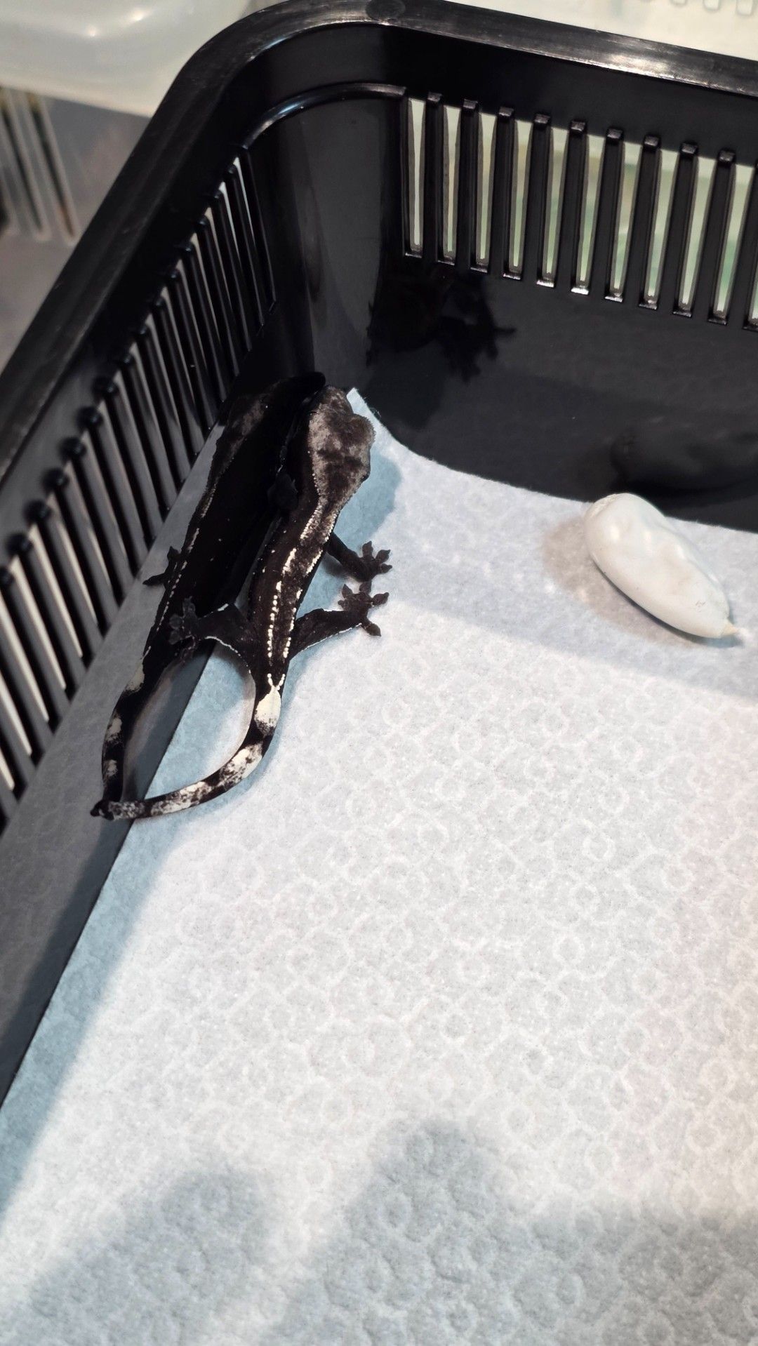 아잔틱