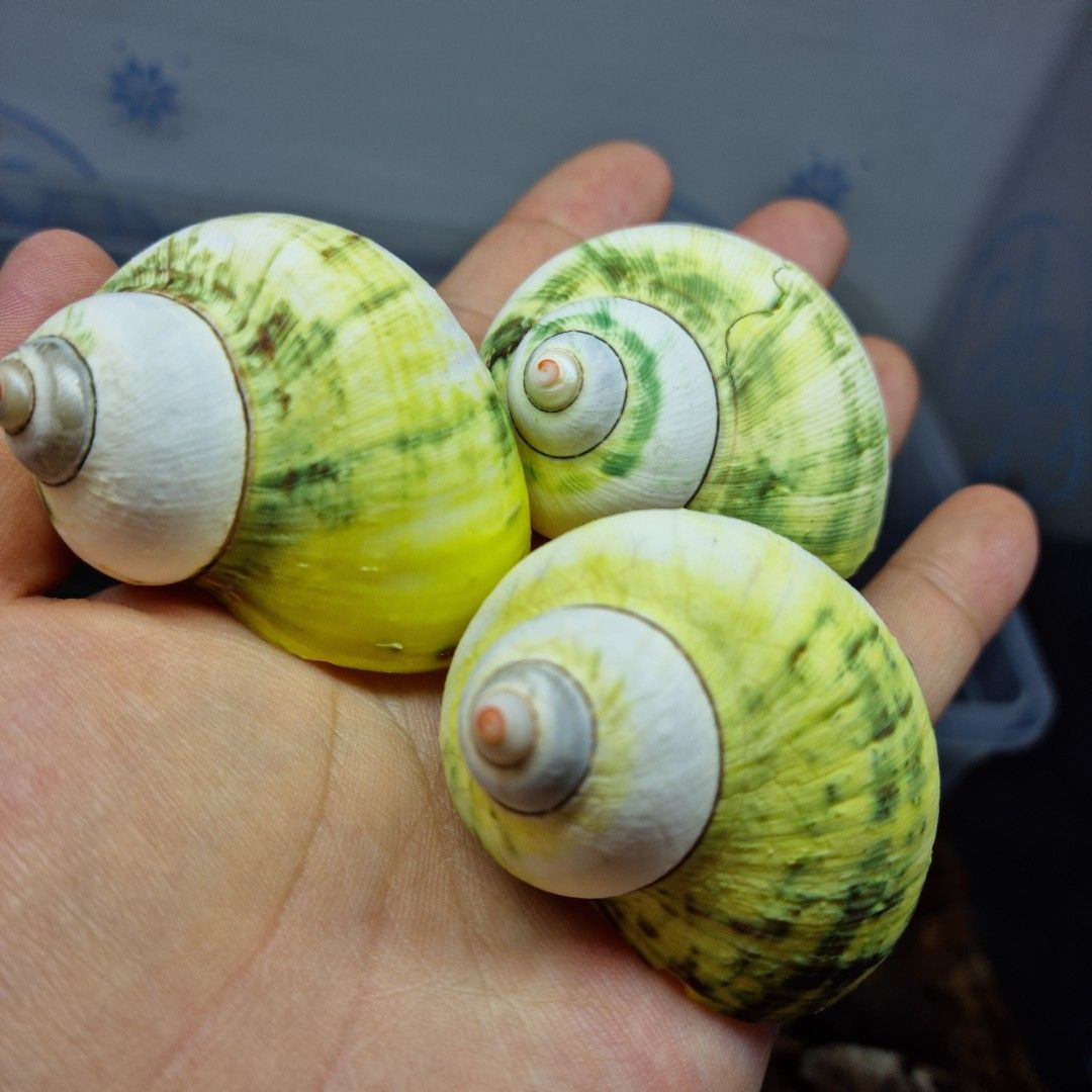 아보카도 소라게쉘 (21~25mm)