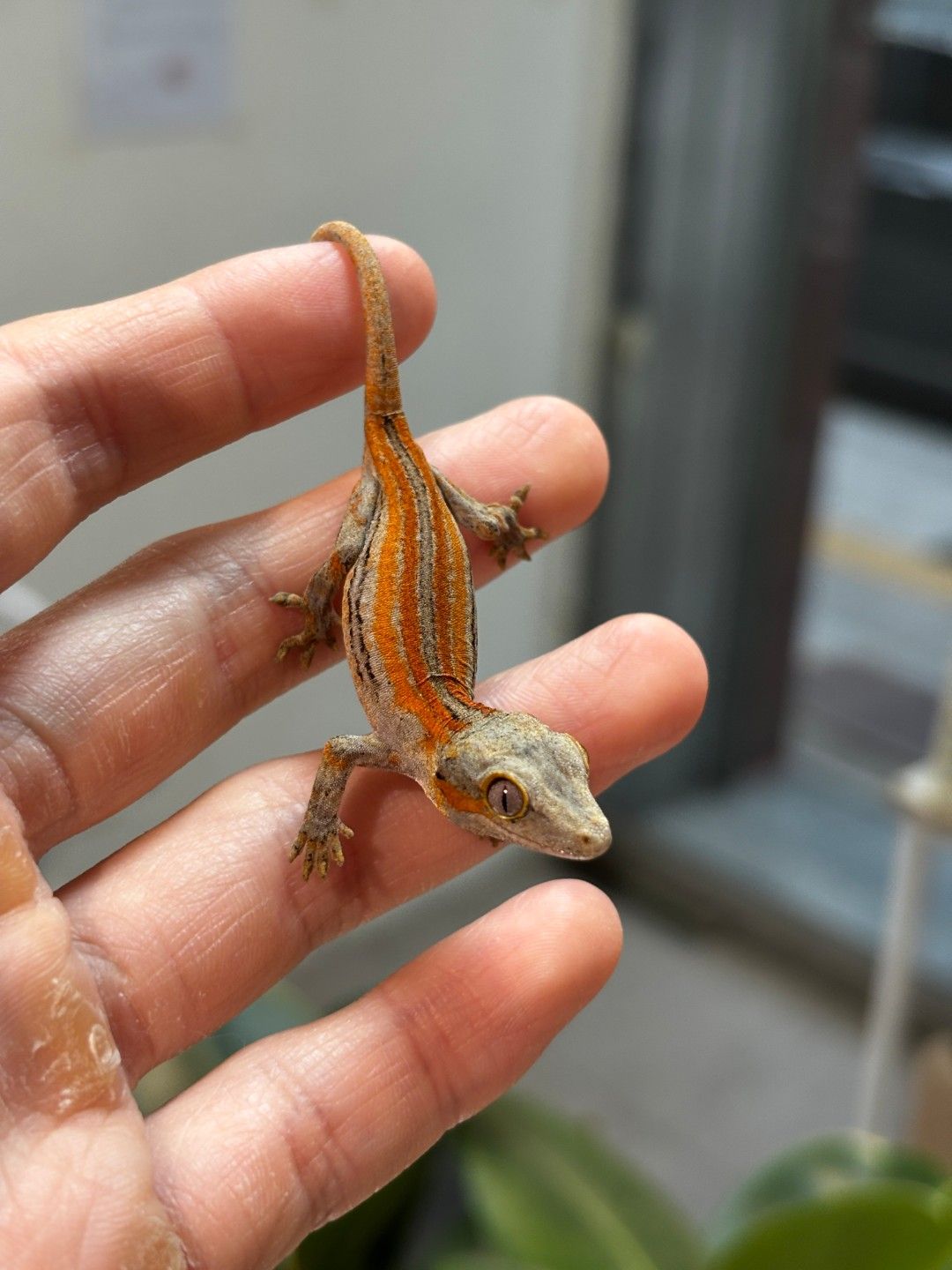 오렌지 스트라이프