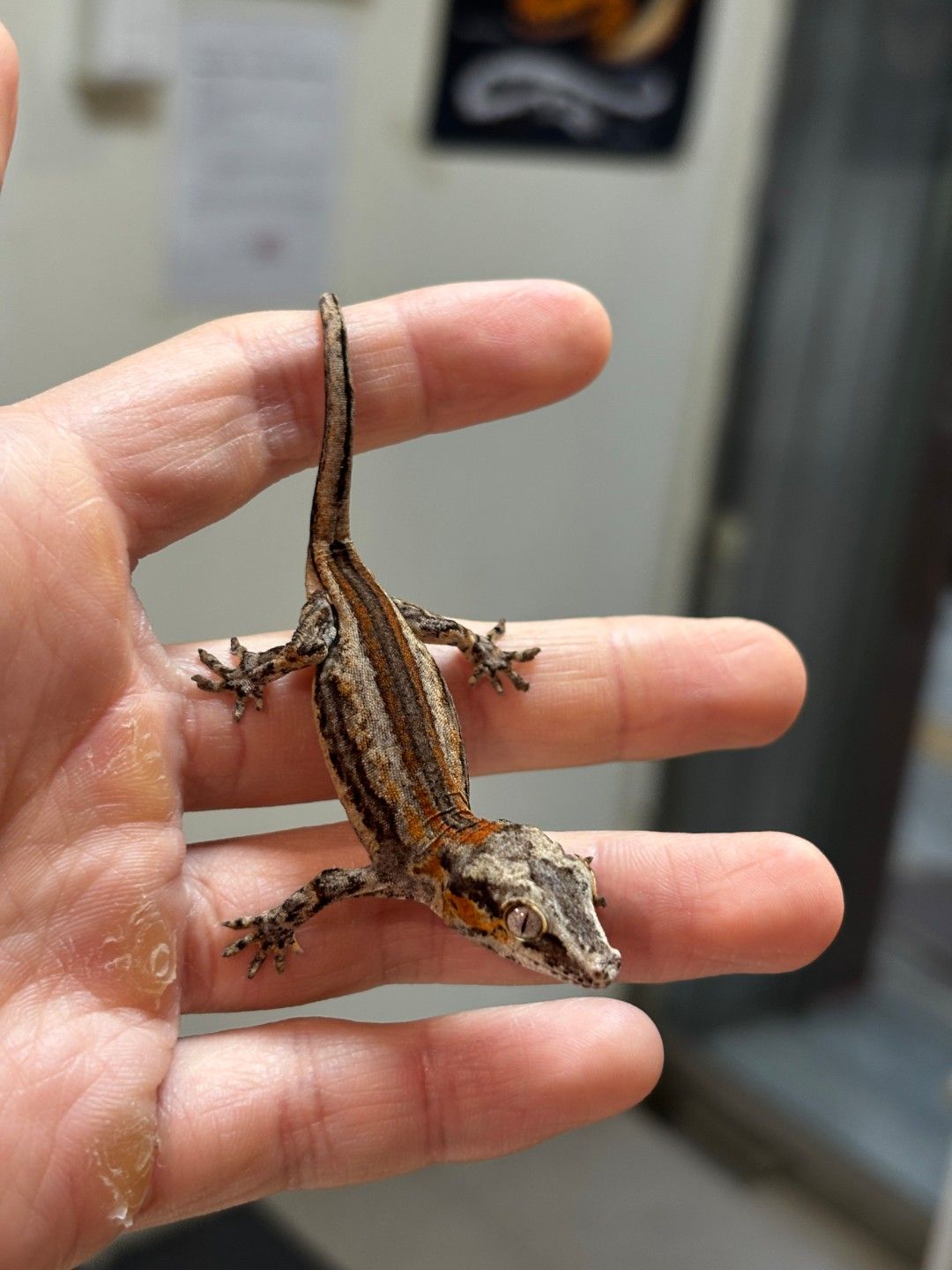 오렌지 스트라이프