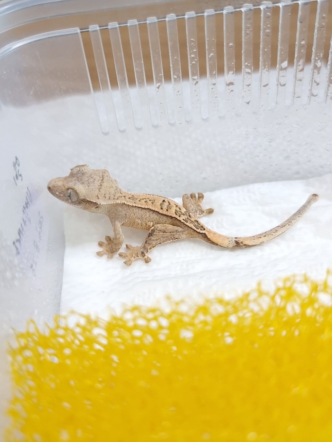 핀타입 크림시클 (엘이)