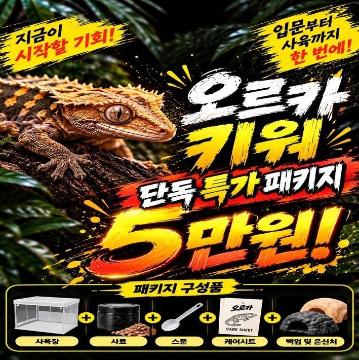 도마뱀 + 올인원 사육세트 🦎 