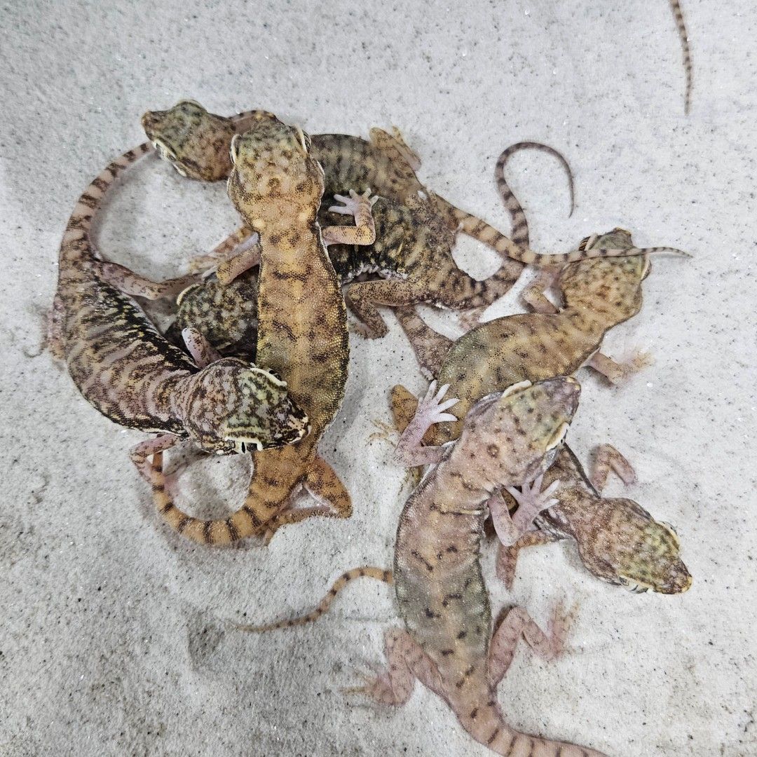듄게코