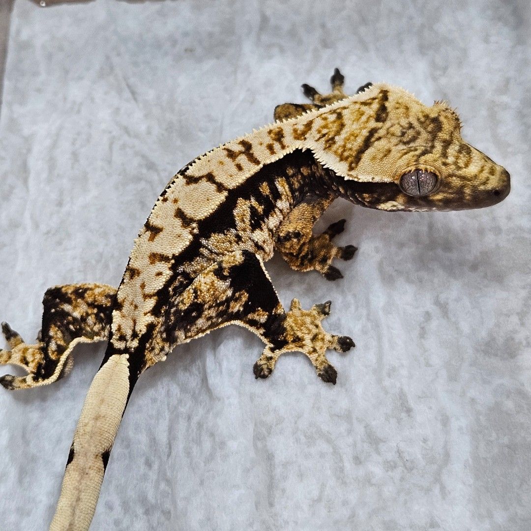 노말