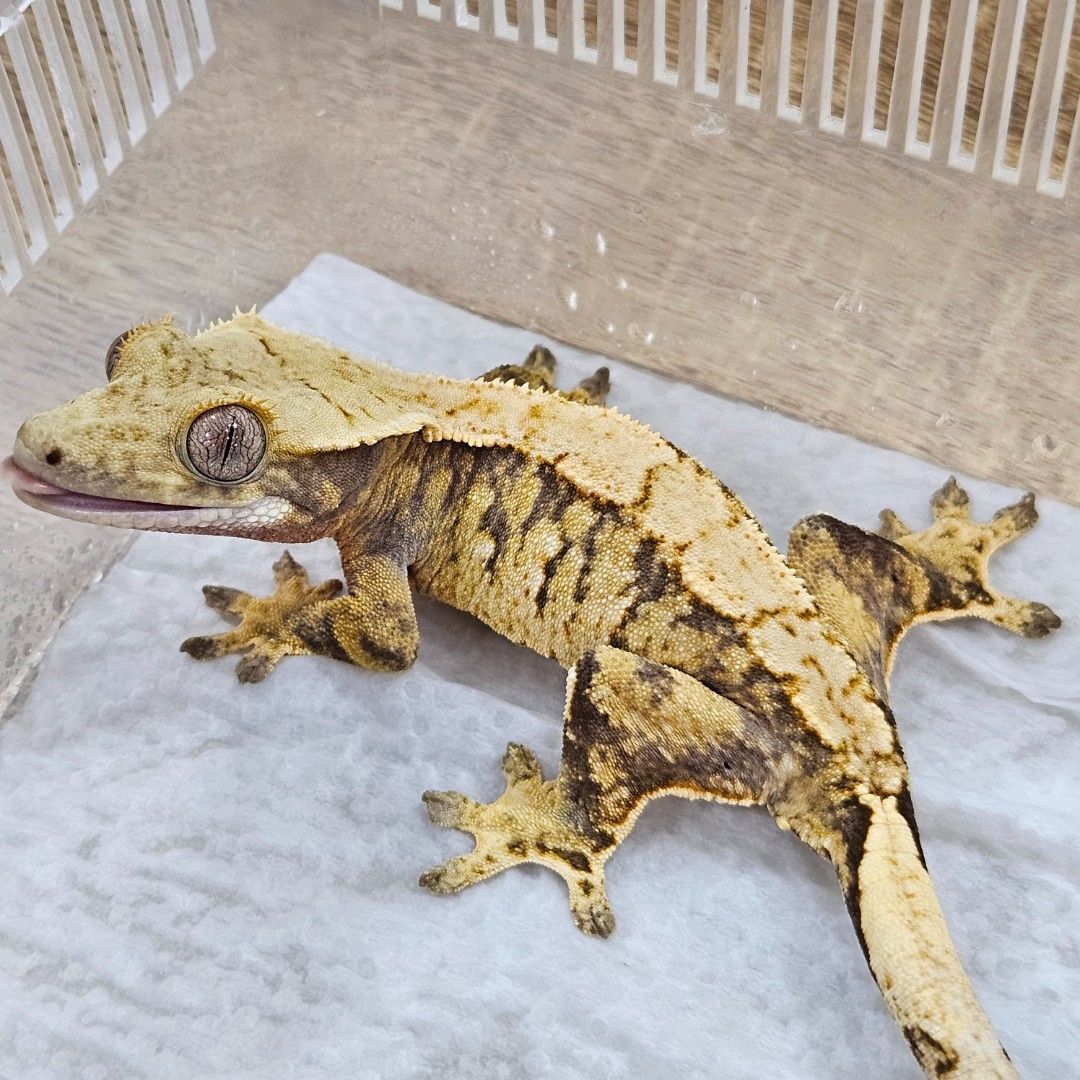 노말