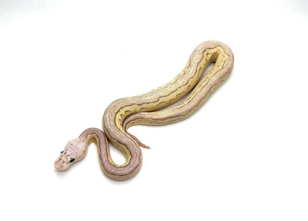 파스텔 버터 클라운