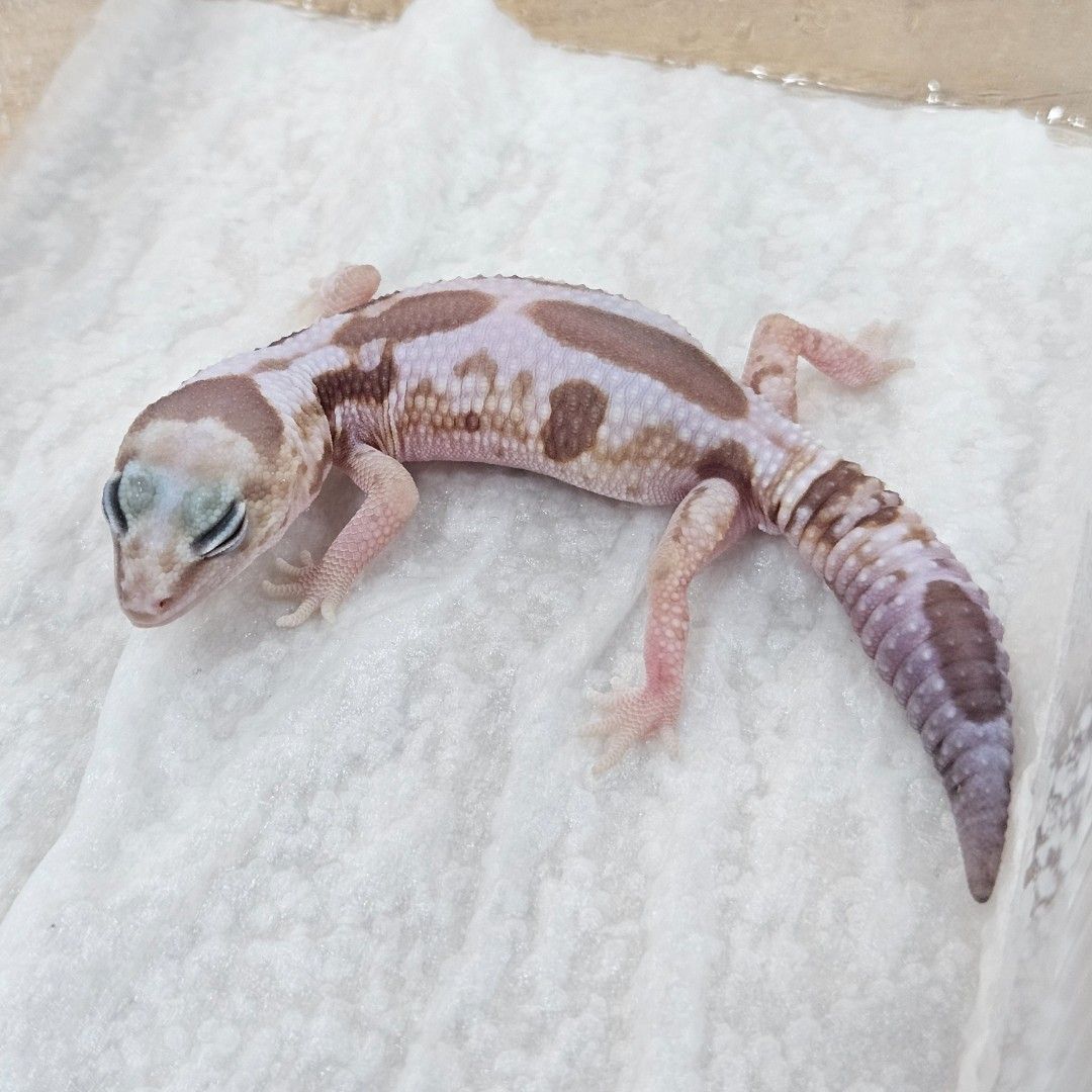 화이트아웃 카라멜 줄루