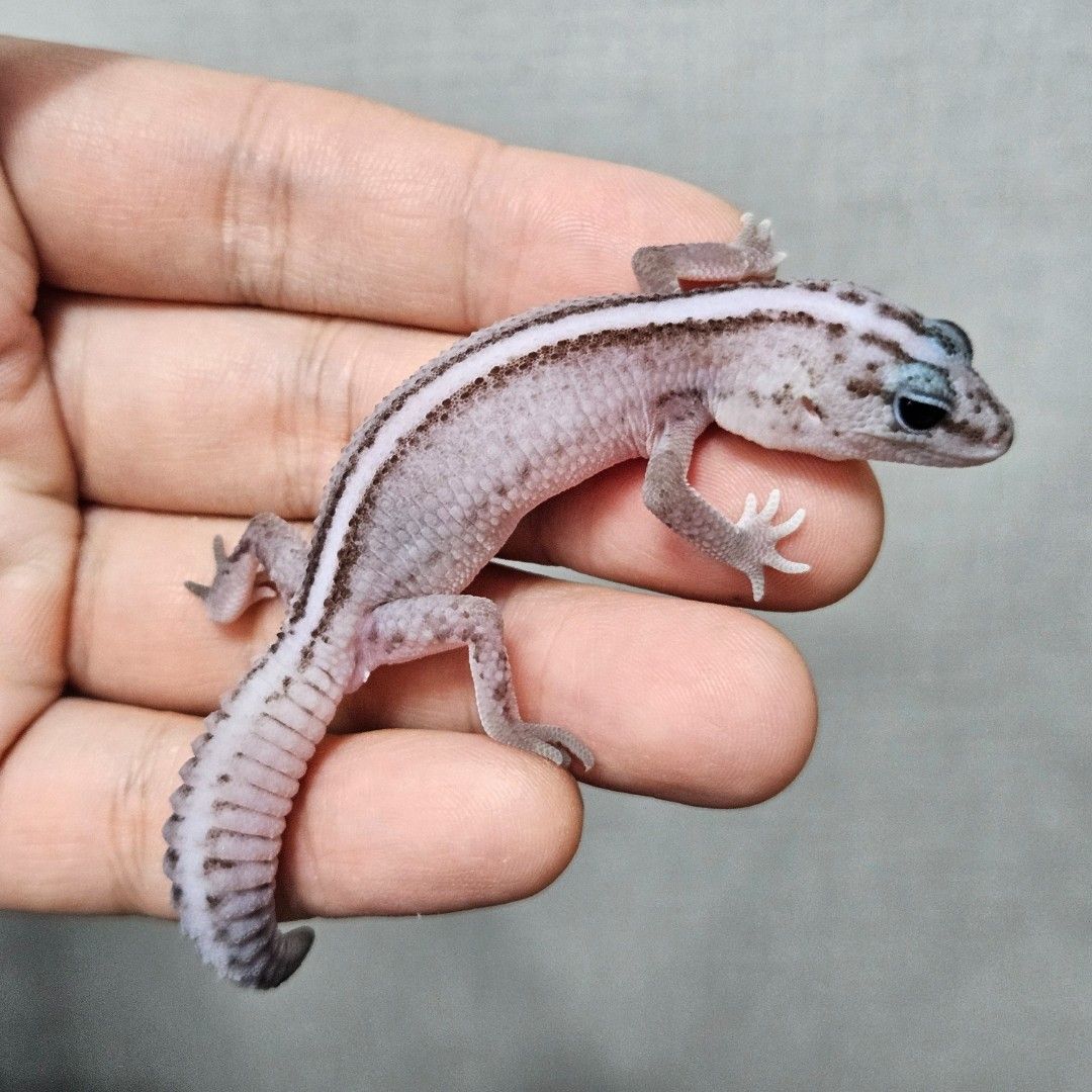 오레오 패턴리스 스트라이프