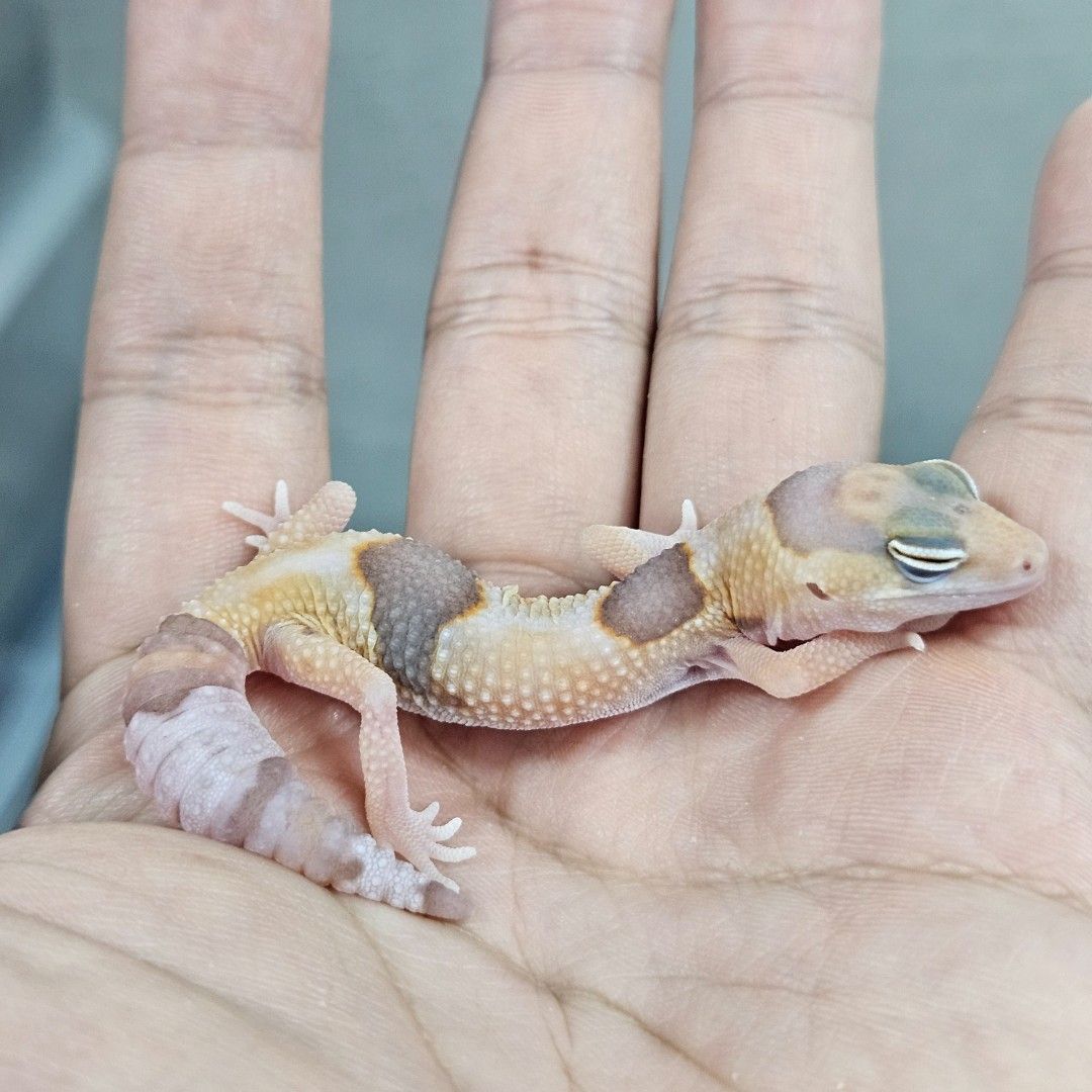 화이트아웃 아멜