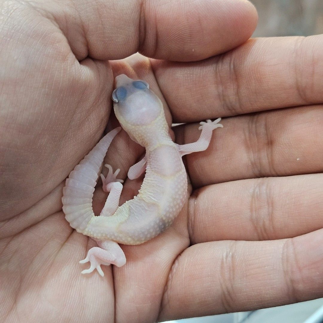 락비노