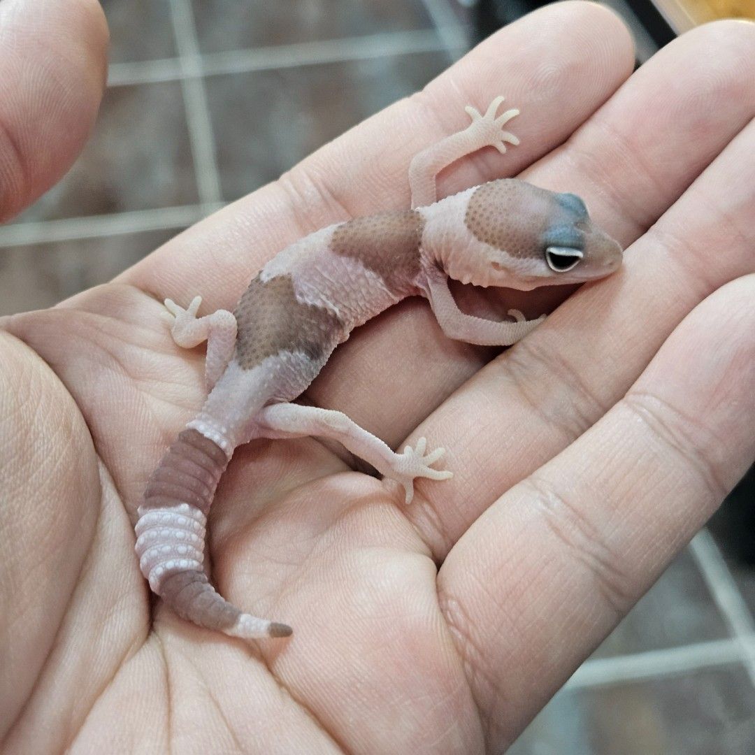 카라멜