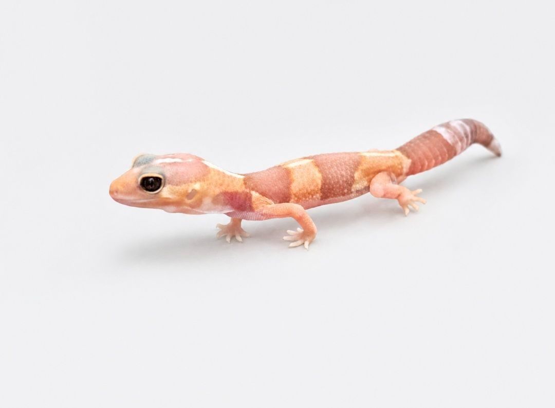 펫테일 락비노