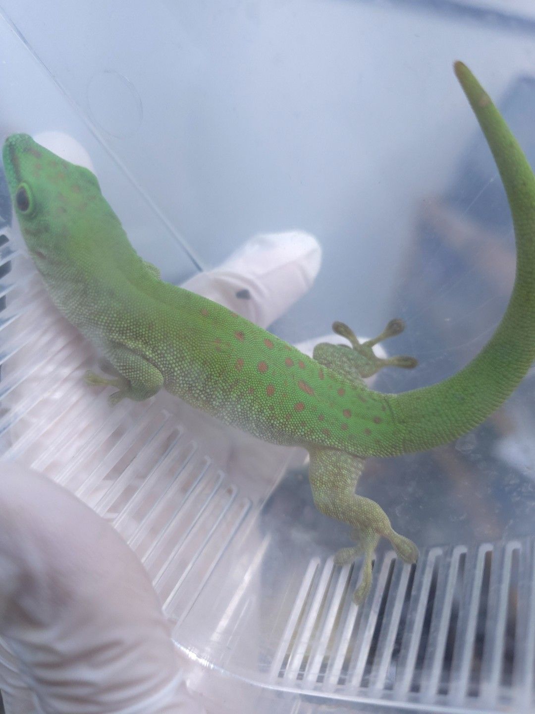 자이언트 데이게코 한쌍 