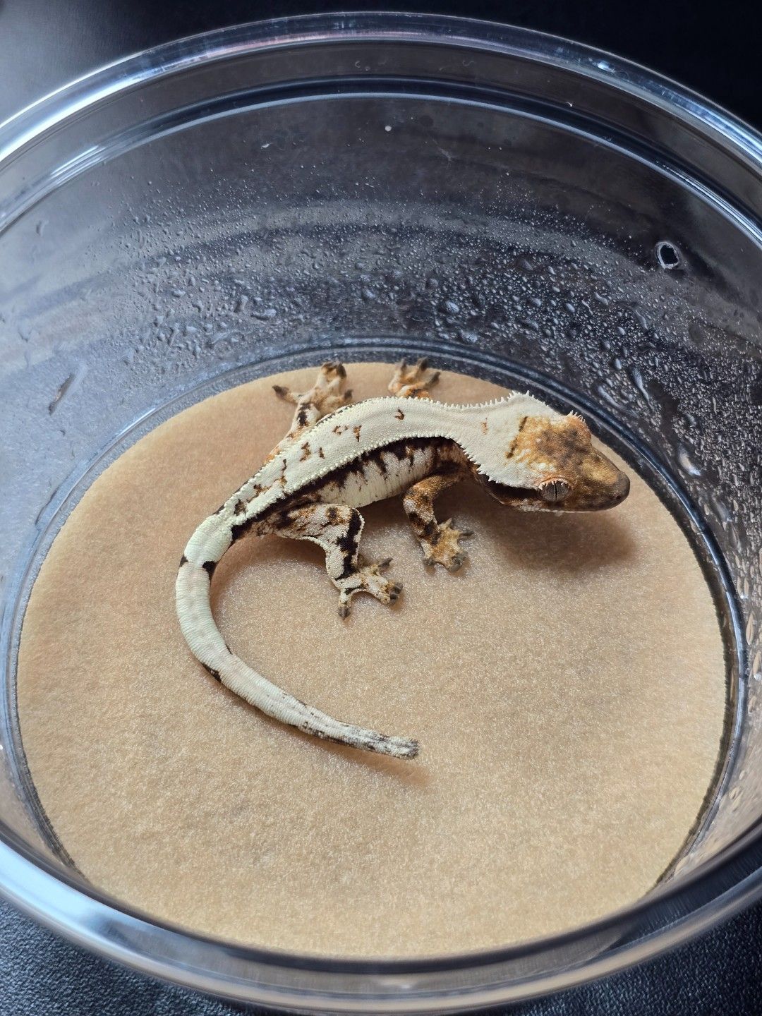 세이블 숫