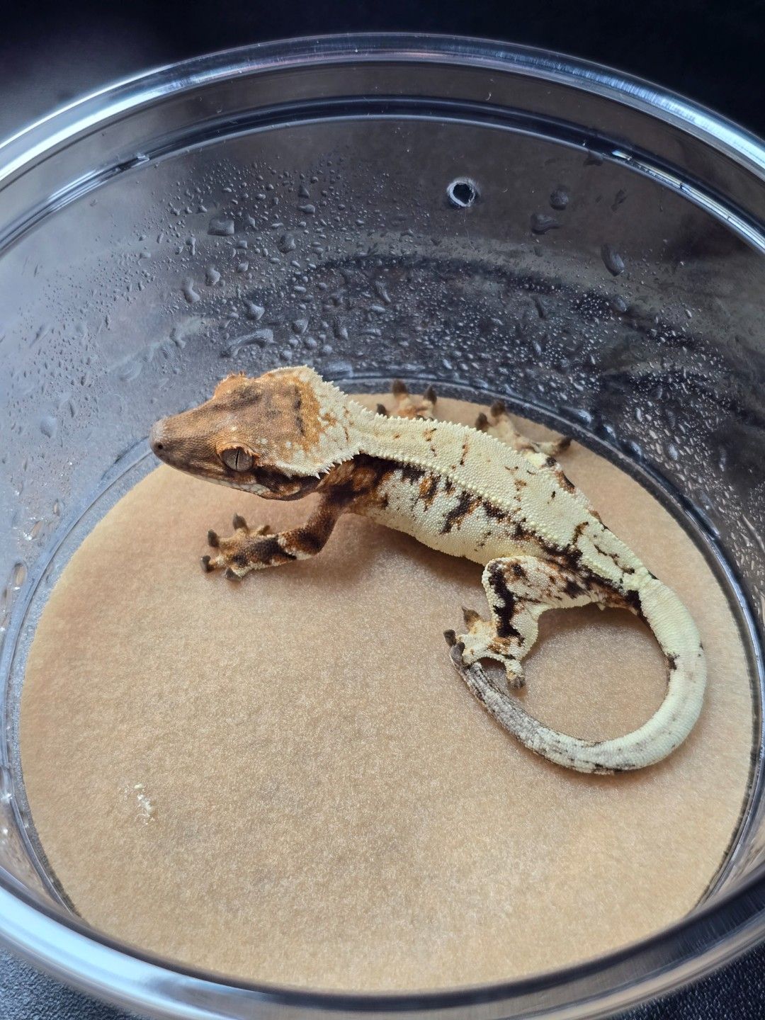 세이블 숫2
