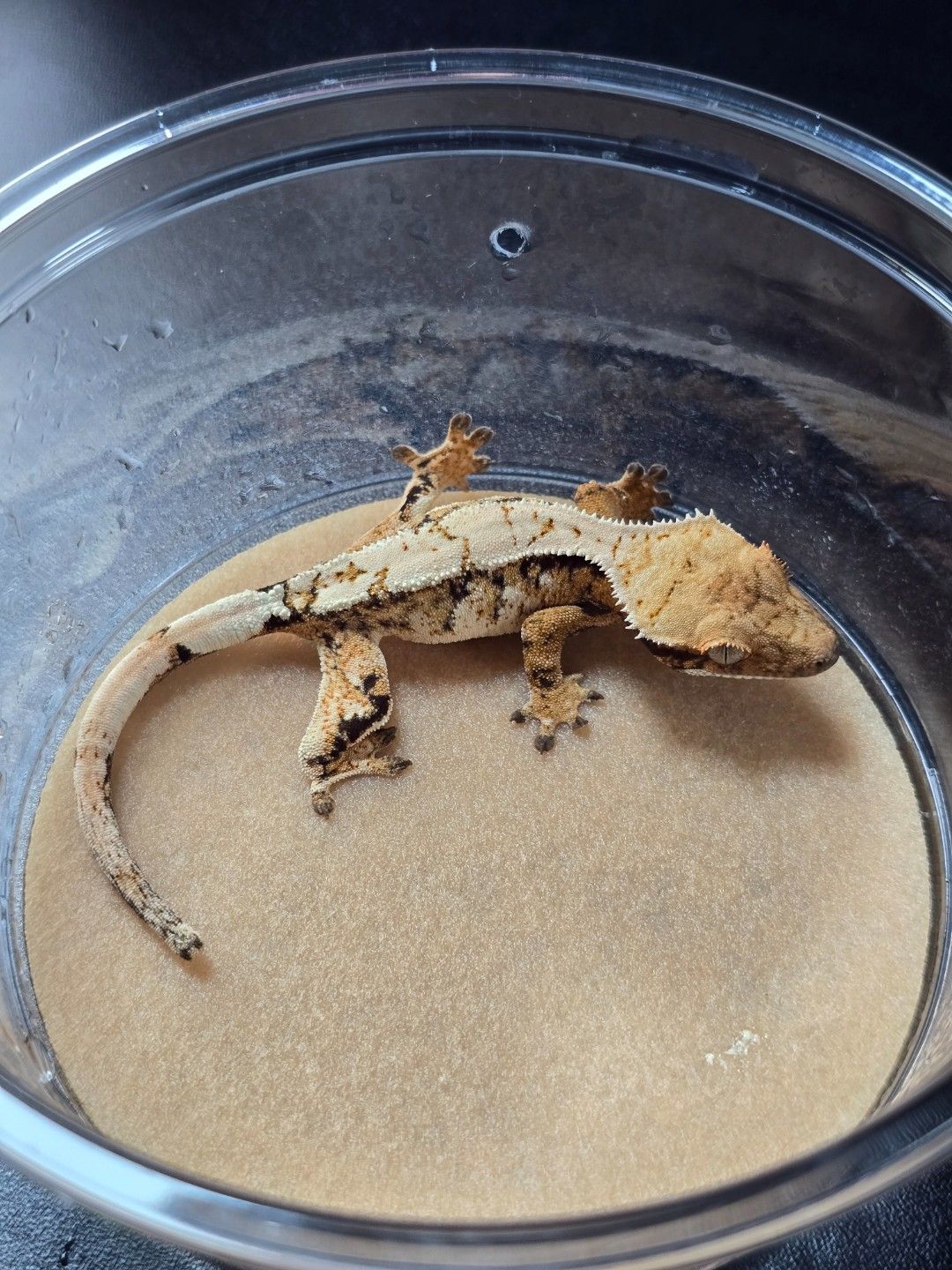 세이블 숫 5