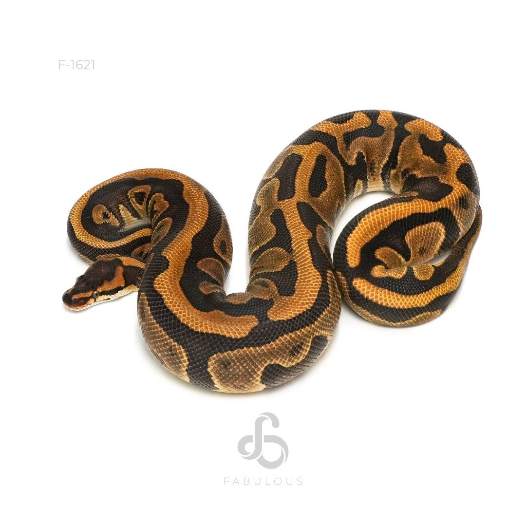 [F1621] Cypress Leopard Enchi Het Clown 23F
