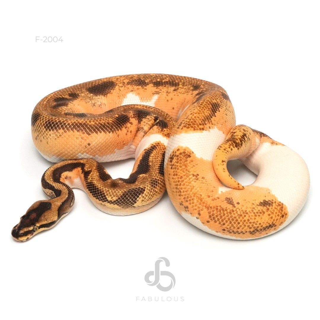 [F2004] OD Enchi Leopard YB Pied Het Lavender 22M